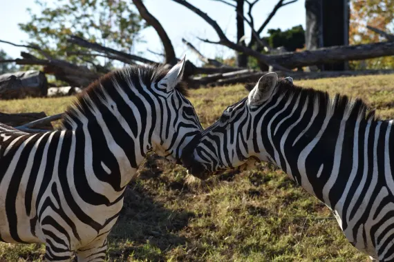 Kasino Sticky Wilds Sokongan